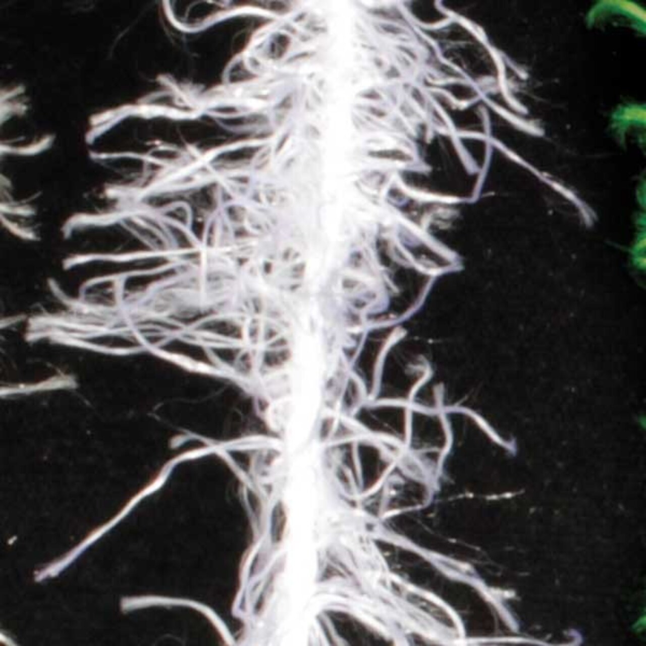 The Ribbon People Soft and Silky White Feather Boa Craft Ribbon Trim 1" x 110 Yards